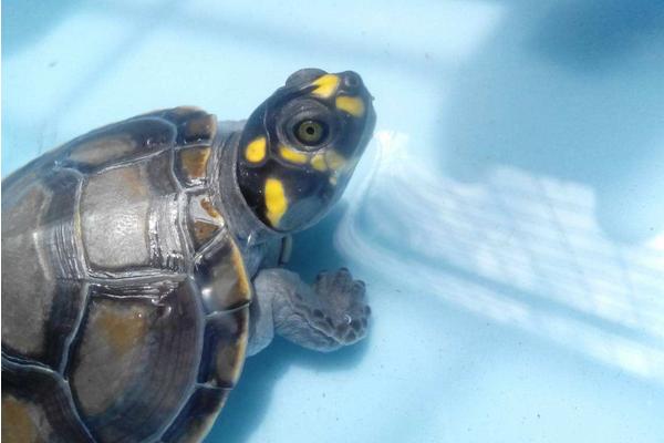 黃頭側(cè)頸龜水腫怎么辦 黃頭側(cè)頸龜怎么分公母