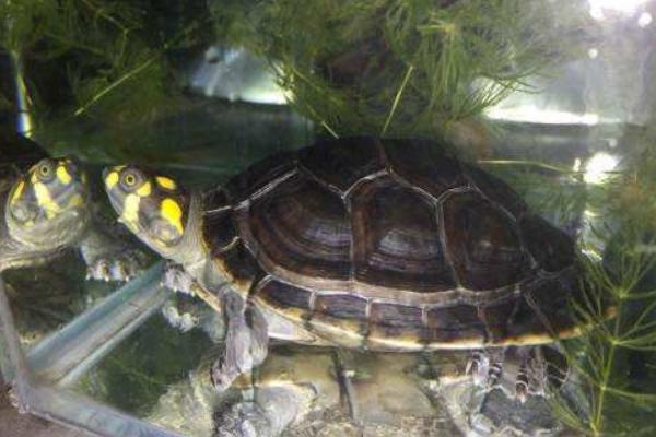 黃頭側(cè)頸龜水腫怎么辦 黃頭側(cè)頸龜怎么分公母