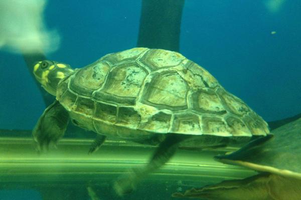 黃頭側(cè)頸龜水腫怎么辦 黃頭側(cè)頸龜怎么分公母