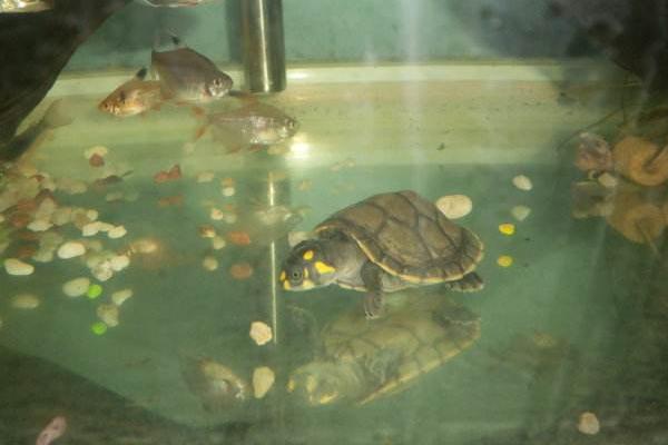 黃頭側(cè)頸龜水腫怎么辦 黃頭側(cè)頸龜怎么分公母