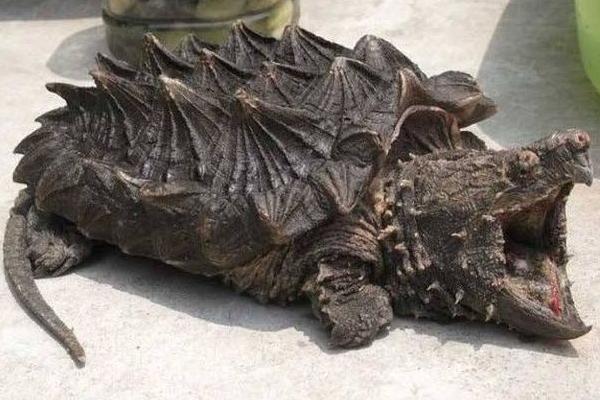 鱷魚(yú)龜市場(chǎng)價(jià)格多少錢(qián)一只 家養(yǎng)鱷魚(yú)龜能吉利嗎