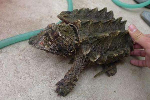 鱷魚(yú)龜市場(chǎng)價(jià)格多少錢(qián)一只 家養(yǎng)鱷魚(yú)龜能吉利嗎