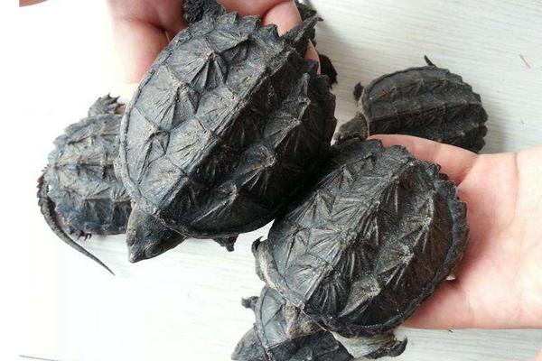 鱷魚(yú)龜市場(chǎng)價(jià)格多少錢(qián)一只 家養(yǎng)鱷魚(yú)龜能吉利嗎