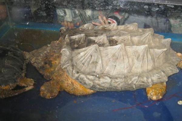 鱷魚(yú)龜市場(chǎng)價(jià)格多少錢(qián)一只 家養(yǎng)鱷魚(yú)龜能吉利嗎