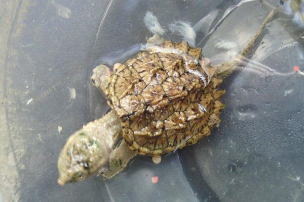 鱷魚(yú)龜市場(chǎng)價(jià)格多少錢(qián)一只 家養(yǎng)鱷魚(yú)龜能吉利嗎