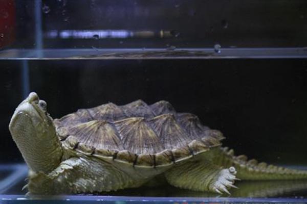 鱷魚(yú)龜市場(chǎng)價(jià)格多少錢(qián)一只 家養(yǎng)鱷魚(yú)龜能吉利嗎