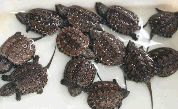 鱷魚(yú)龜怎么養(yǎng)長(zhǎng)的快 鱷魚(yú)龜養(yǎng)殖技術(shù)