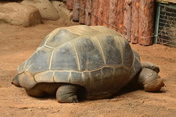 象龜市場價格多少錢一只 象龜咬人嗎