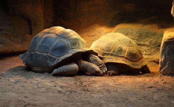 象龜好養(yǎng)嗎 象龜?shù)膲勖蛇_多少歲