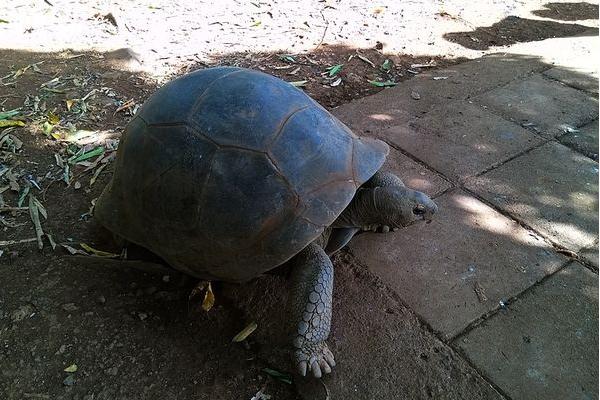 象龜好養(yǎng)嗎 象龜?shù)膲勖蛇_多少歲