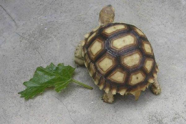 象龜好養(yǎng)嗎 象龜?shù)膲勖蛇_多少歲