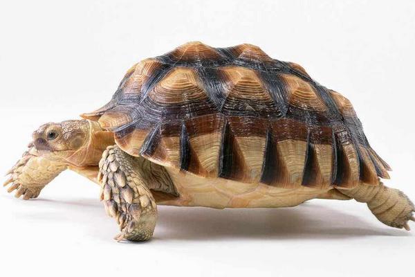 什么烏龜最有靈性 什么人不合適養龜