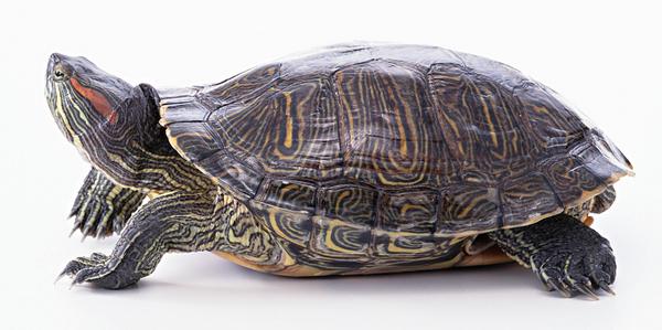 什么烏龜最有靈性 什么人不合適養龜