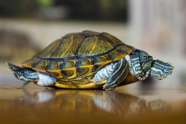 什么烏龜最有靈性 什么人不合適養龜