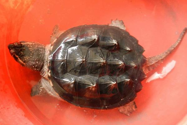 什么烏龜最有靈性 什么人不合適養龜