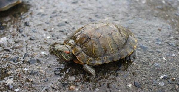 什么烏龜最有靈性 什么人不合適養龜