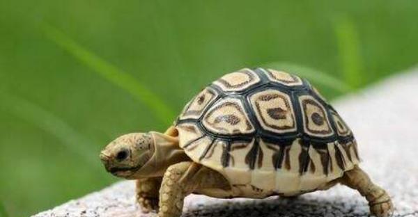 什么烏龜最有靈性 什么人不合適養龜