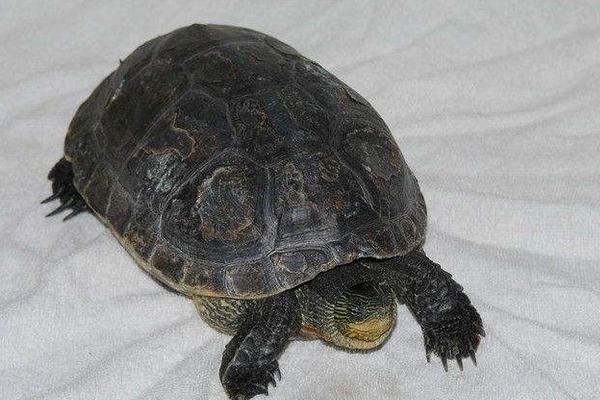 烏龜、甲魚、王八、鱉的區別分別是什么 烏龜怎么分公母