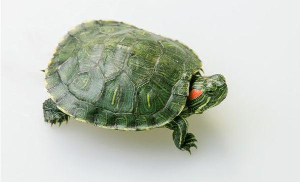 烏龜、甲魚、王八、鱉的區別分別是什么 烏龜怎么分公母