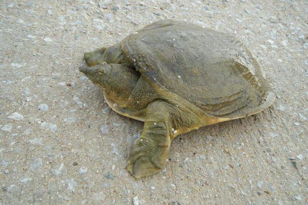 烏龜、甲魚、王八、鱉的區別分別是什么 烏龜怎么分公母