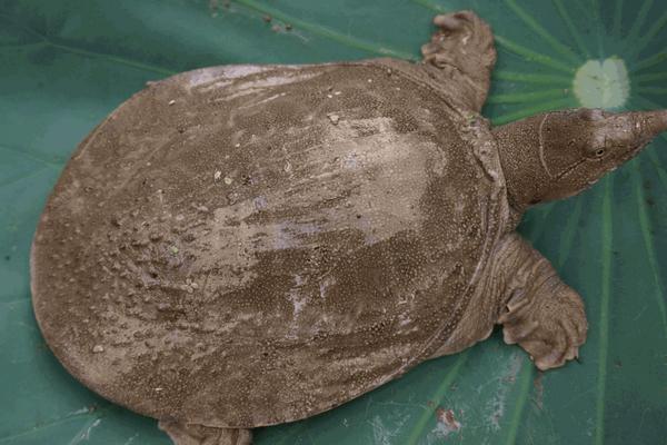 烏龜、甲魚、王八、鱉的區別分別是什么 烏龜怎么分公母