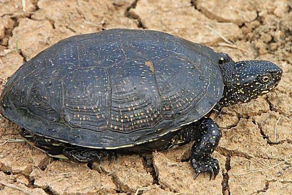 烏龜、甲魚、王八、鱉的區別分別是什么 烏龜怎么分公母