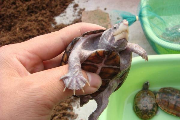 烏龜、甲魚、王八、鱉的區別分別是什么 烏龜怎么分公母