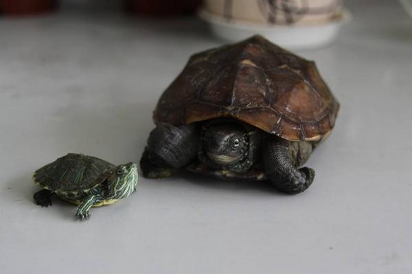烏龜、甲魚、王八、鱉的區別分別是什么 烏龜怎么分公母