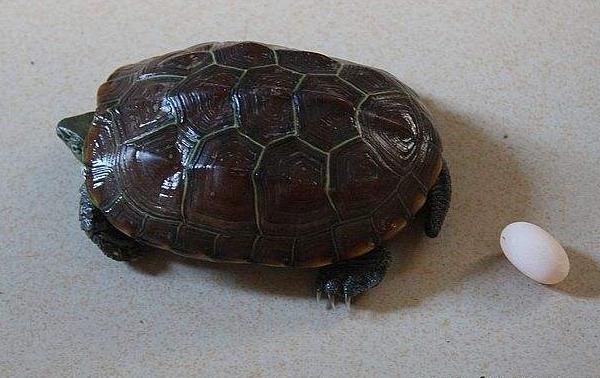 烏龜、甲魚、王八、鱉的區別分別是什么 烏龜怎么分公母