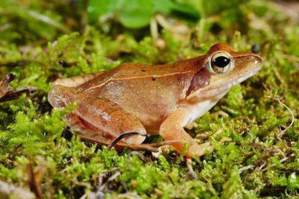 林蛙市場價格多少錢一斤 林蛙是保護動物嗎（幾級）