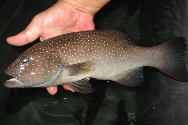 石斑魚怎么做好吃又簡單 石斑魚的家常做法大全