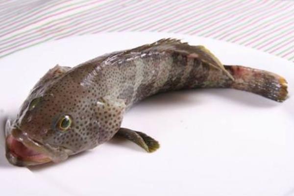 石斑魚怎么做好吃又簡單 石斑魚的家常做法大全