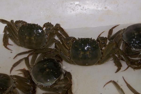 油炸小河蟹怎么做好吃又簡單 小河蟹家常做法大全