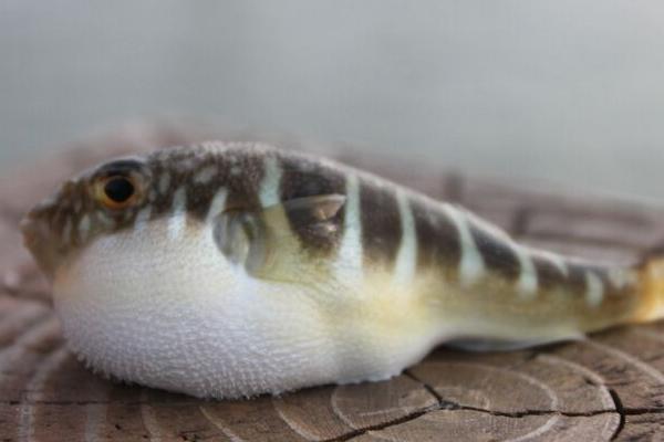 河豚怎么吃 河豚能吃嗎