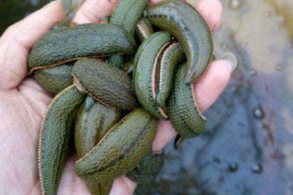 水蛭養殖成本及利潤 水蛭養殖前景分析