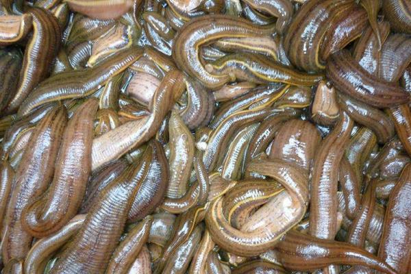 水蛭養殖成本及利潤 水蛭養殖前景分析