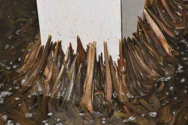 水蛭養殖成本及利潤 水蛭養殖前景分析