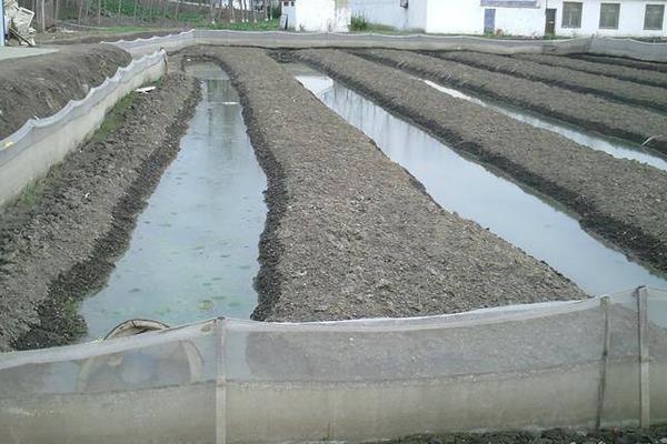 水蛭養殖成本及利潤 水蛭養殖前景分析