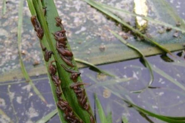 水蛭養殖成本及利潤 水蛭養殖前景分析