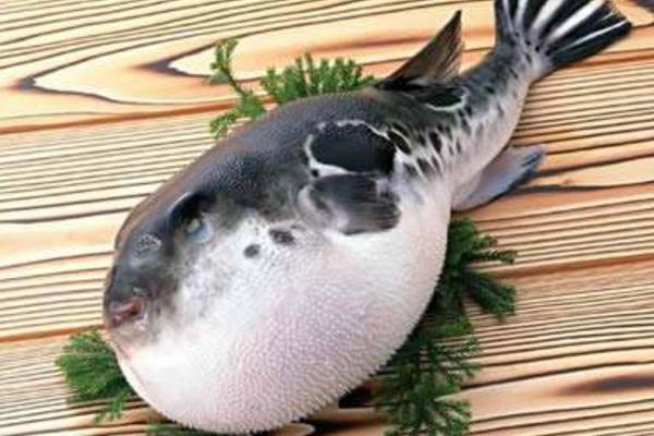 河豚怎么吃 河豚能吃嗎