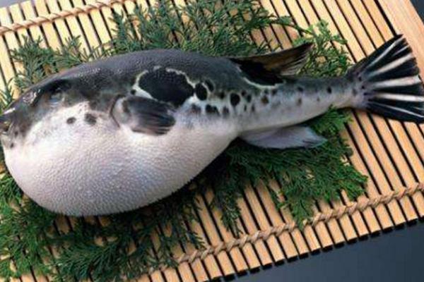 河豚怎么吃 河豚能吃嗎
