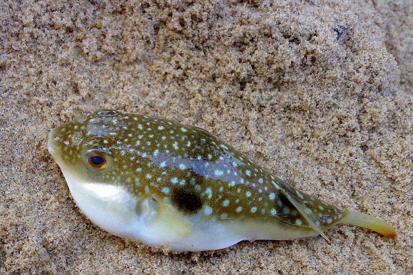 河豚怎么吃 河豚能吃嗎