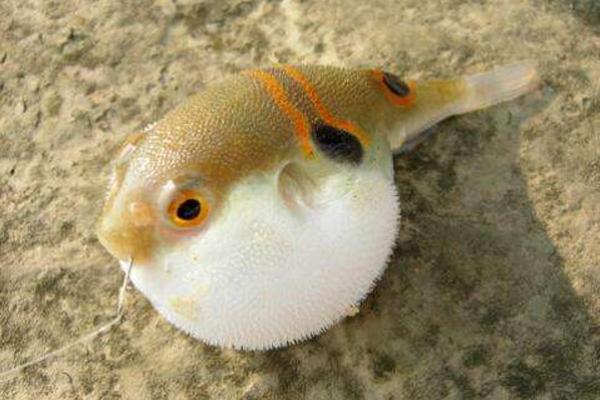 河豚毒素有解藥嗎 河豚毒素在河豚哪個(gè)部位 河豚為什么有毒