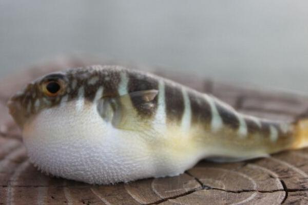 河豚毒素有解藥嗎 河豚毒素在河豚哪個(gè)部位 河豚為什么有毒