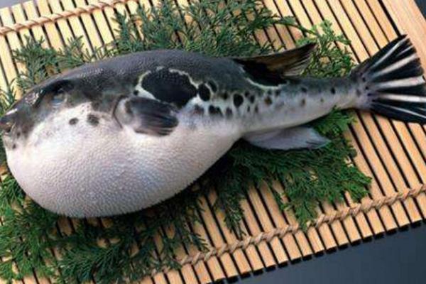 河豚毒素有解藥嗎 河豚毒素在河豚哪個(gè)部位 河豚為什么有毒