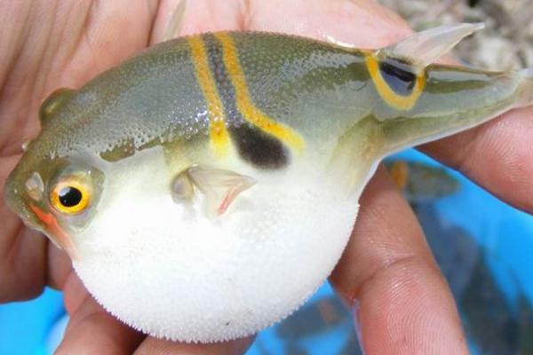 河豚毒素有解藥嗎 河豚毒素在河豚哪個(gè)部位 河豚為什么有毒