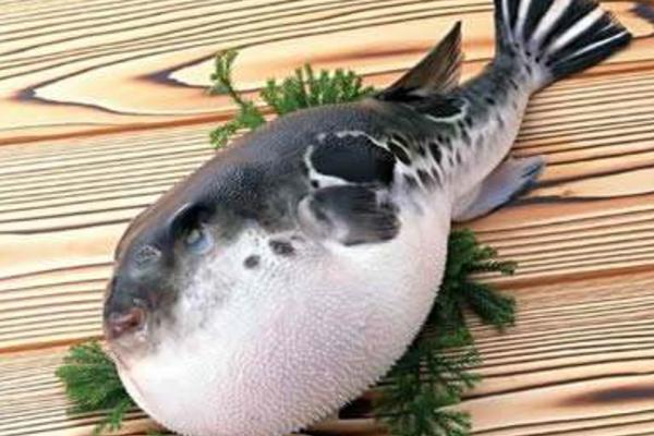 河豚毒素有解藥嗎 河豚毒素在河豚哪個(gè)部位 河豚為什么有毒
