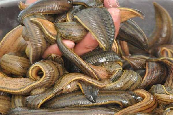 水蛭養殖要求有哪些 水蛭養殖池的建造方法(圖解)