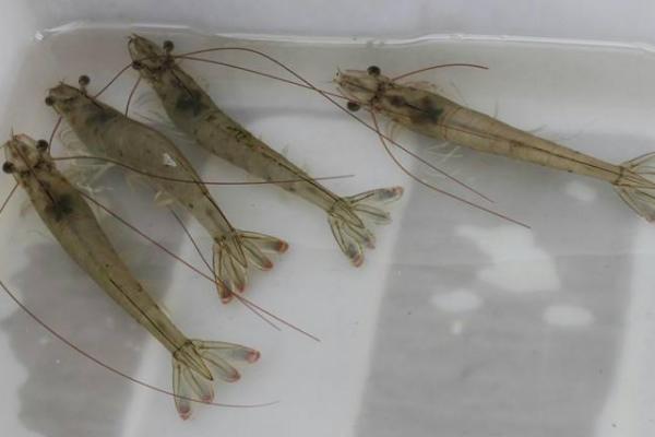 南美白對蝦蝦苗市場價(jià)格多少錢一斤 南美白對蝦蝦苗怎么養(yǎng)