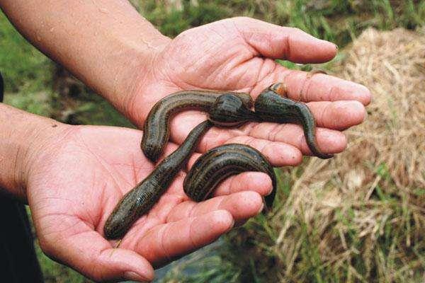 水蛭養殖要求有哪些 水蛭養殖池的建造方法(圖解)